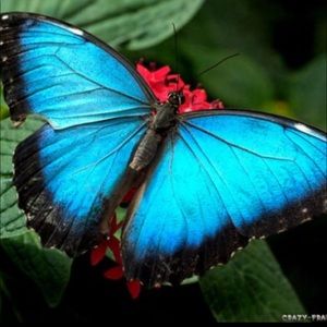 Meet your Posher, Candy